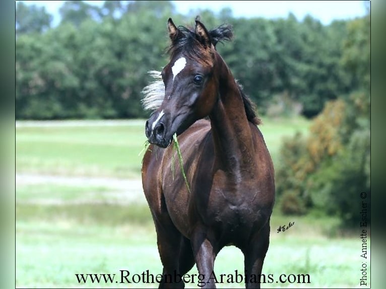 Ägyptischer Araber Hengst Fohlen (03/2024) 157 cm Rappe in Monheim