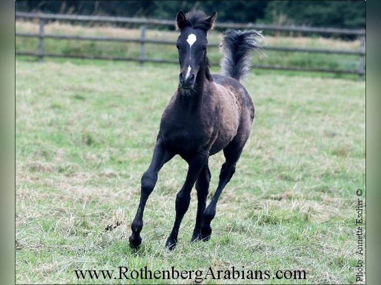 Ägyptischer Araber Hengst Fohlen (03/2024) 157 cm Rappe in Monheim