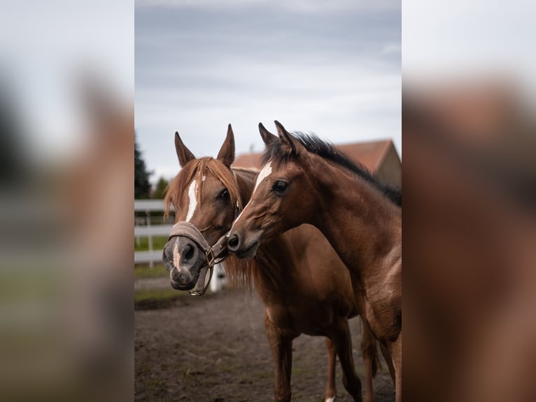 Ägyptischer Araber Hengst Fohlen (03/2025) 160 cm Brauner in Ludwigsfelde