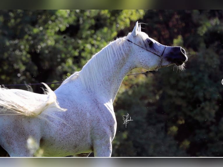 Ägyptischer Araber Hengst Fohlen (07/2024) 160 cm Fliegenschimmel in Dietikon