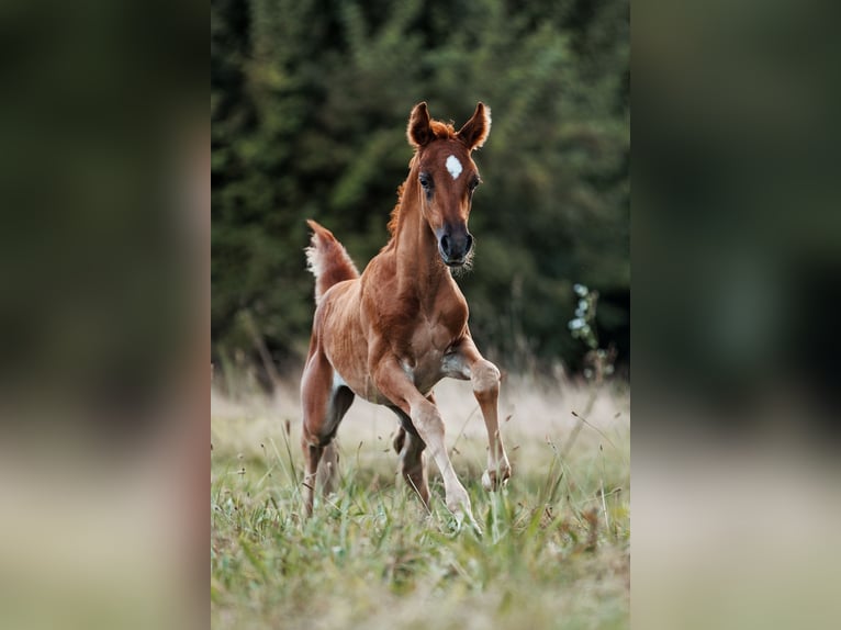 Ägyptischer Araber Hengst Fohlen (07/2024) 160 cm Fuchs in Zürich