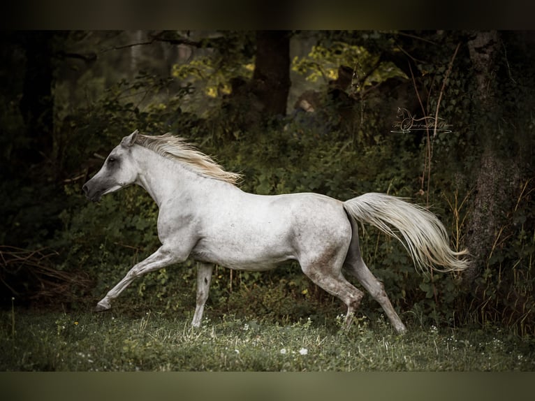 Ägyptischer Araber Hengst Fohlen (07/2024) 160 cm Fuchs in Zürich