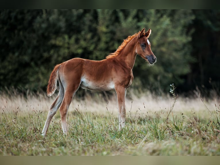 Ägyptischer Araber Hengst Fohlen (07/2024) 160 cm Fuchs in Zürich