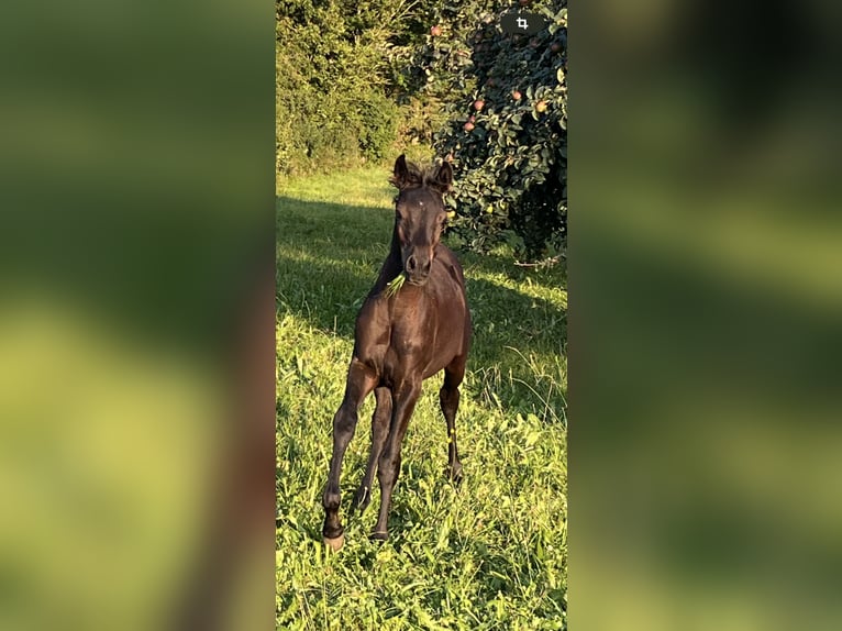 Ägyptischer Araber Hengst Fohlen (05/2024) Rappe in Mengen