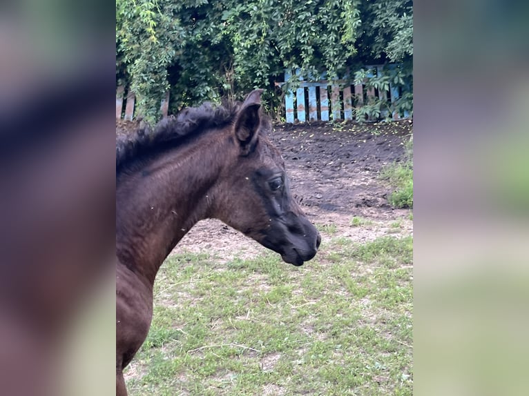 Ägyptischer Araber Hengst Fohlen (05/2024) Rappe in Mengen