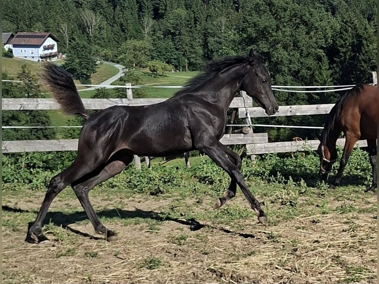 Ägyptischer Araber Hengst Fohlen (04/2026) Rappe in Stallhofen