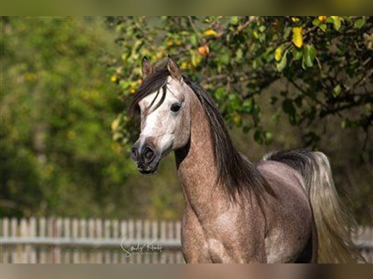 Ägyptischer Araber Hengst in BlankenhainNiedersynderstedt