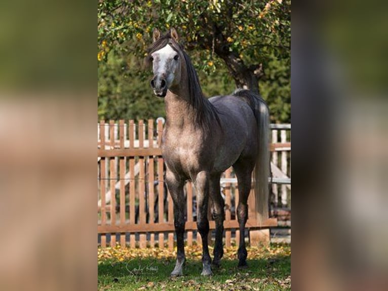Ägyptischer Araber Hengst in BlankenhainNiedersynderstedt