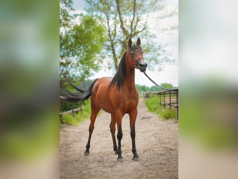 Ägyptischer Araber Stute 10 Jahre 146 cm Brauner in Salzburg