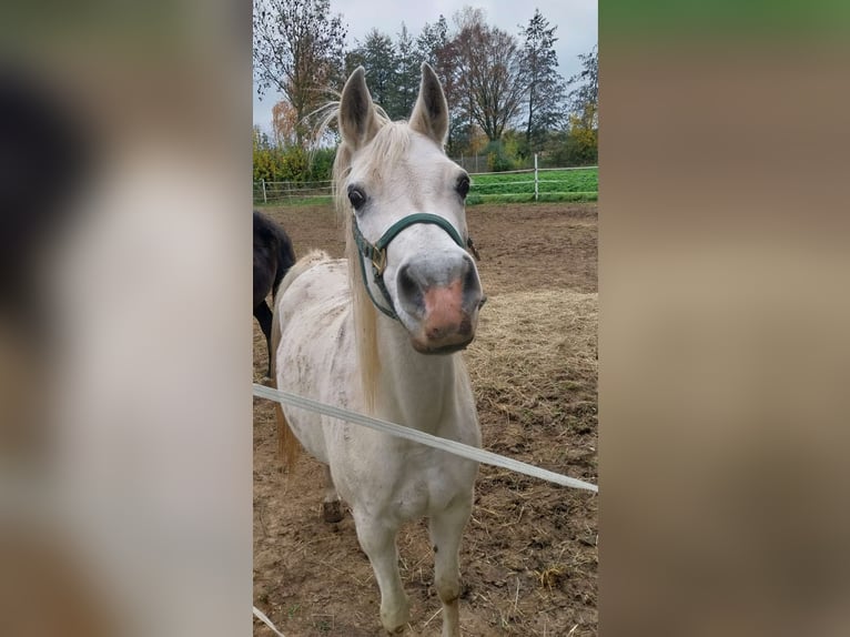 Ägyptischer Araber Stute 10 Jahre 150 cm Schimmel in Eppingen