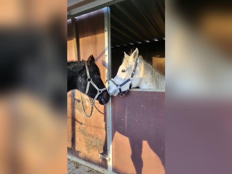 Ägyptischer Araber Stute 10 Jahre 150 cm Schimmel in Eppingen