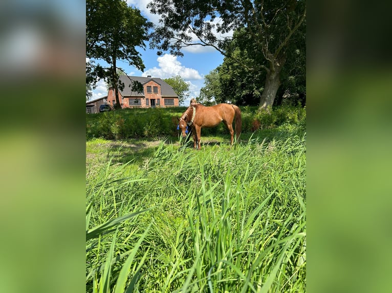 Ägyptischer Araber Stute 12 Jahre 154 cm Fuchs in Witzwort