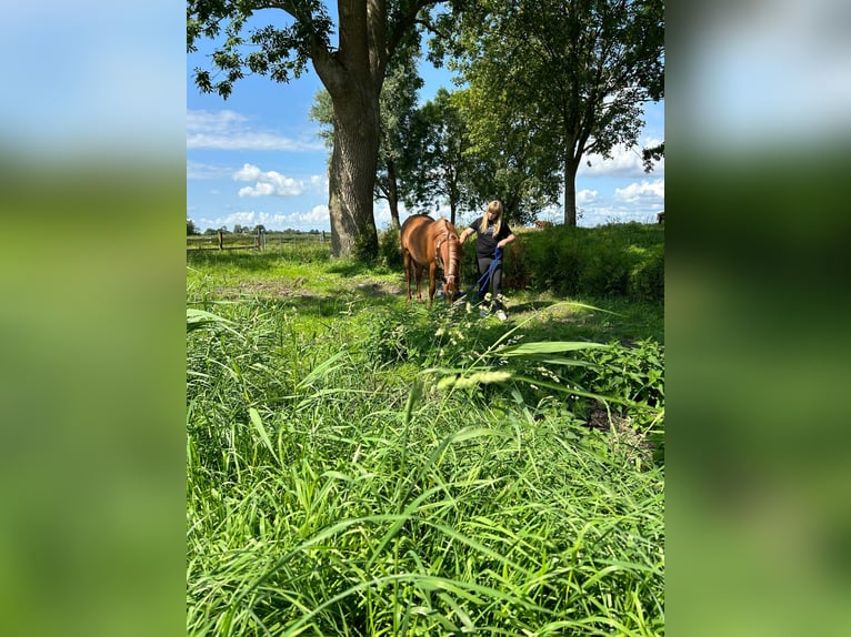 Ägyptischer Araber Stute 12 Jahre 154 cm Fuchs in Witzwort