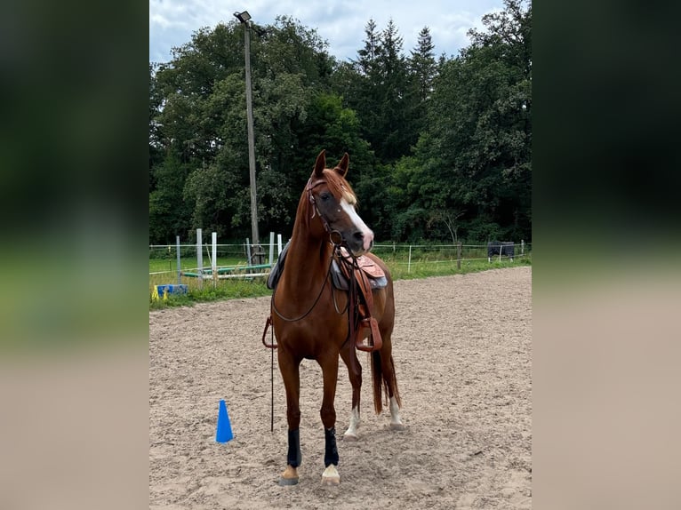 Ägyptischer Araber Stute 13 Jahre 146 cm Fuchs in Sch&#xF6;nwalde-Glien