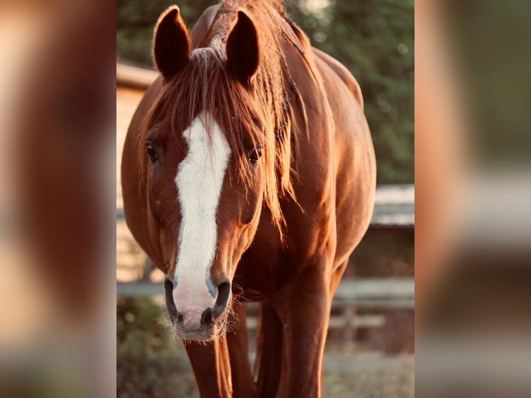Ägyptischer Araber Stute 13 Jahre 146 cm Fuchs in Sch&#xF6;nwalde-Glien