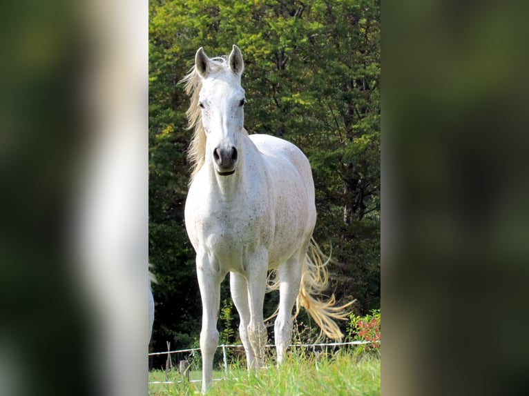 Ägyptischer Araber Stute 13 Jahre 150 cm Schimmel in Bled