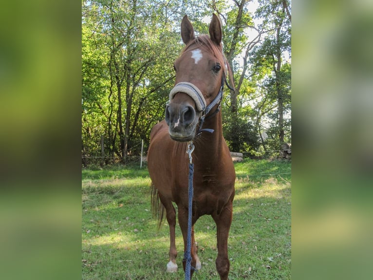 Ägyptischer Araber Stute 13 Jahre 155 cm Fuchs in MainleusMainleus