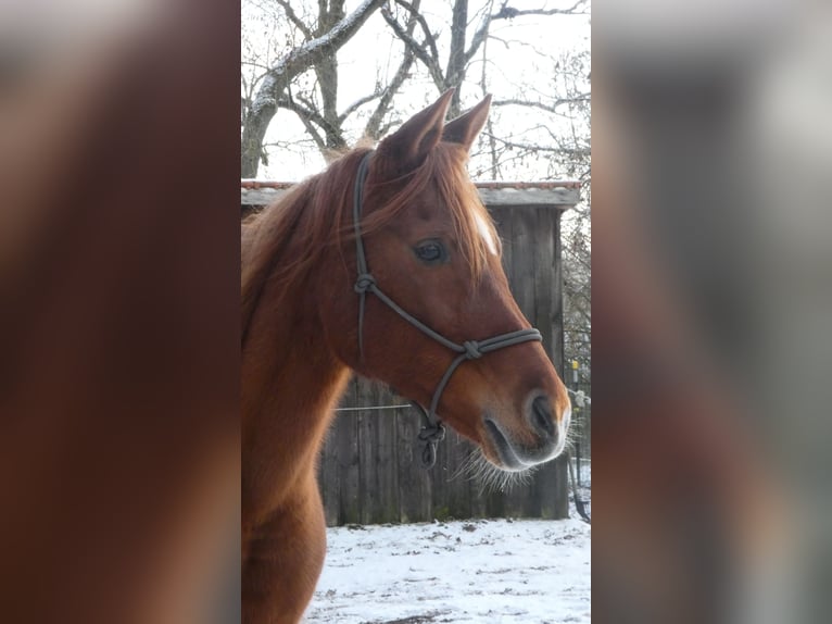 Ägyptischer Araber Stute 13 Jahre 155 cm Fuchs in MainleusMainleus