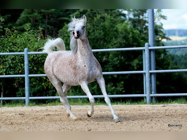 Ägyptischer Araber Stute 13 Jahre 157 cm Fliegenschimmel in Freudenberg