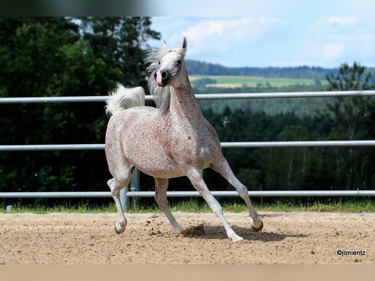 Ägyptischer Araber Stute 13 Jahre 157 cm Fliegenschimmel in Freudenberg