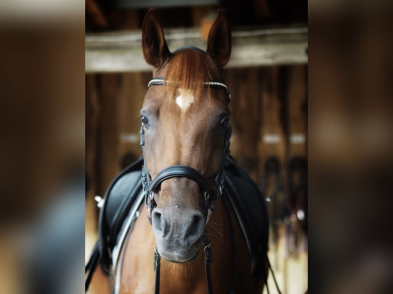 Ägyptischer Araber Stute 13 Jahre 157 cm Fuchs in Hofheim in Unterfranken