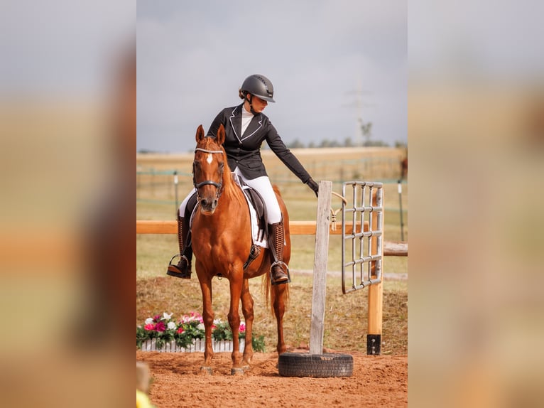 Ägyptischer Araber Stute 13 Jahre 157 cm Fuchs in Hofheim in Unterfranken