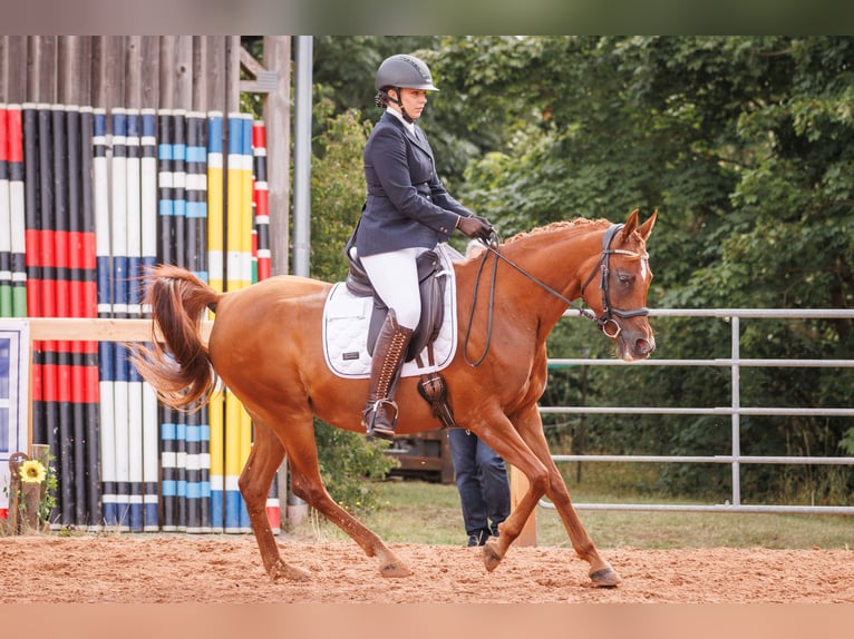 Ägyptischer Araber Stute 13 Jahre 157 cm Fuchs in Hofheim in Unterfranken