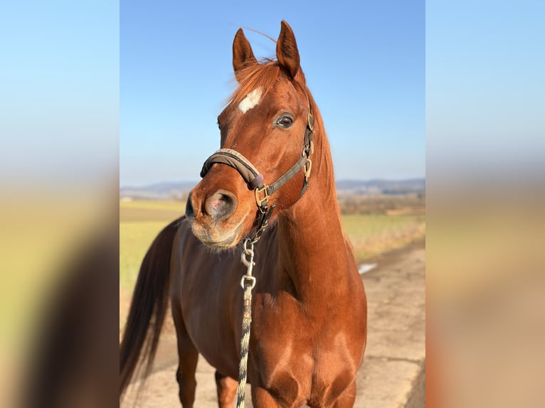 Ägyptischer Araber Stute 13 Jahre 157 cm Fuchs in Hofheim in Unterfranken