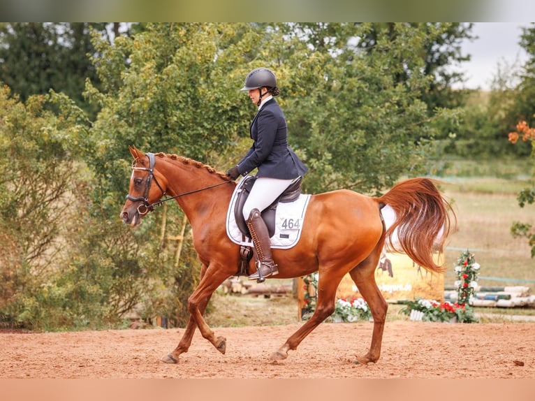 Ägyptischer Araber Stute 13 Jahre 157 cm Fuchs in Hofheim in Unterfranken