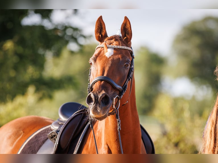Ägyptischer Araber Stute 13 Jahre 157 cm Fuchs in Hofheim in Unterfranken