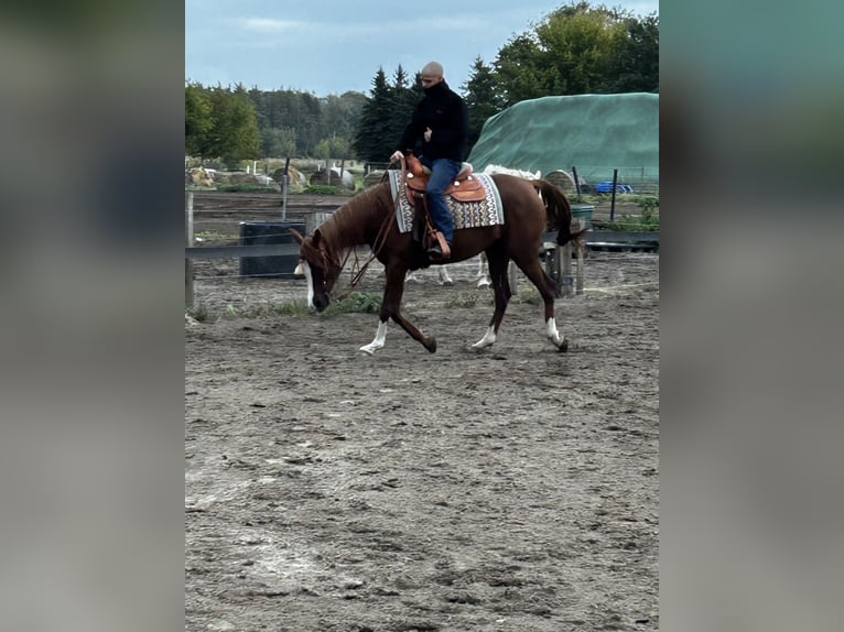 Ägyptischer Araber Stute 13 Jahre 158 cm Dunkelfuchs in Falkensee