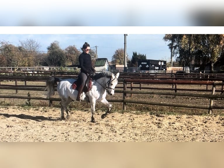 Ägyptischer Araber Stute 14 Jahre 147 cm Schimmel in Sacy le grand