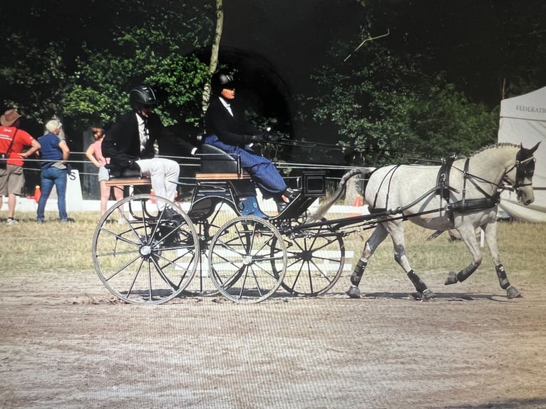 Ägyptischer Araber Stute 14 Jahre 147 cm Schimmel in Sacy le grand