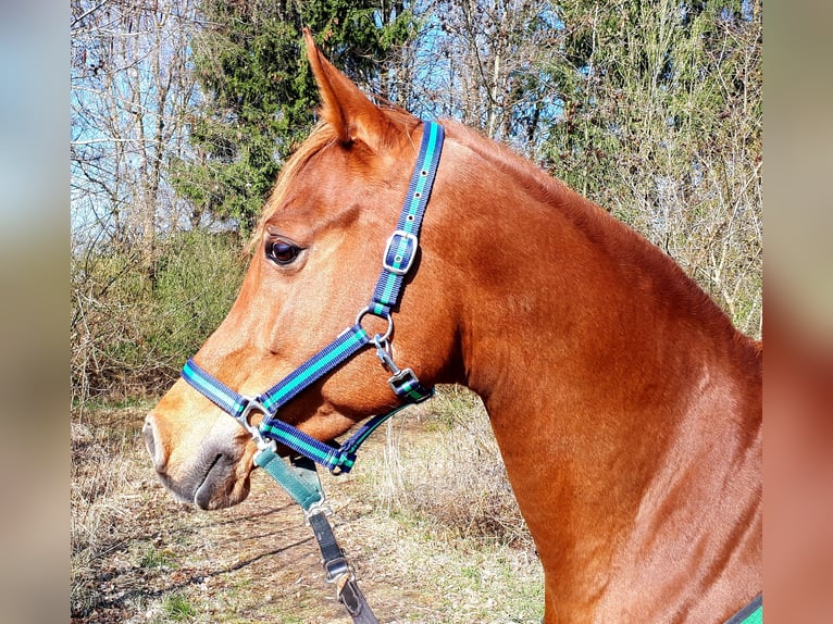 Ägyptischer Araber Stute 14 Jahre 150 cm Dunkelfuchs in Ertingen