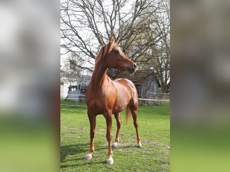 Ägyptischer Araber Stute 14 Jahre 150 cm Dunkelfuchs in Ertingen