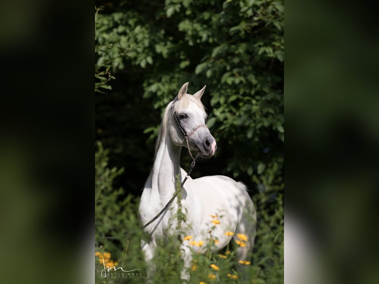 Ägyptischer Araber Stute 14 Jahre 155 cm Schimmel in Geisenfeld