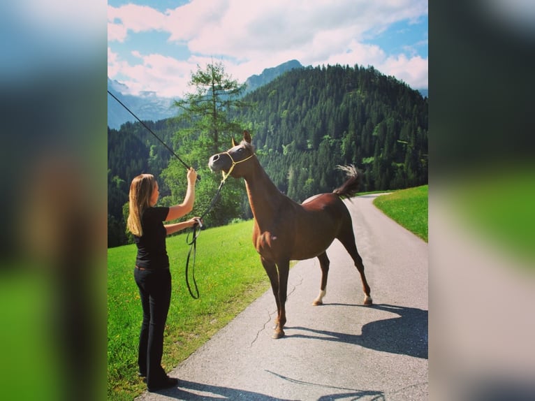 Ägyptischer Araber Stute 15 Jahre 150 cm Dunkelfuchs in TambergauHinterstoder