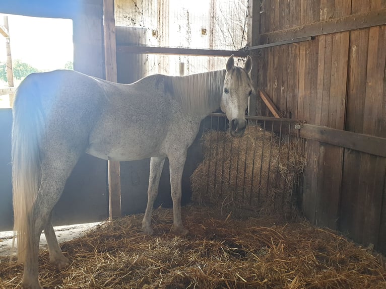 Ägyptischer Araber Stute 16 Jahre 153 cm Braunfalbschimmel in Gescher Hochmoor