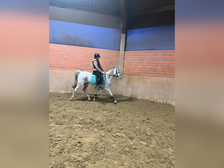Ägyptischer Araber Stute 16 Jahre 153 cm Braunfalbschimmel in Gescher Hochmoor