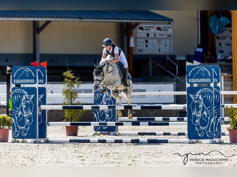 Ägyptischer Araber Mix Stute 17 Jahre 141 cm Fliegenschimmel in Cheb