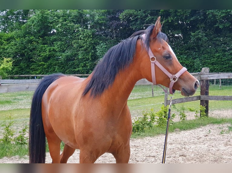 Ägyptischer Araber Stute 17 Jahre 159 cm Brauner in Boutersem