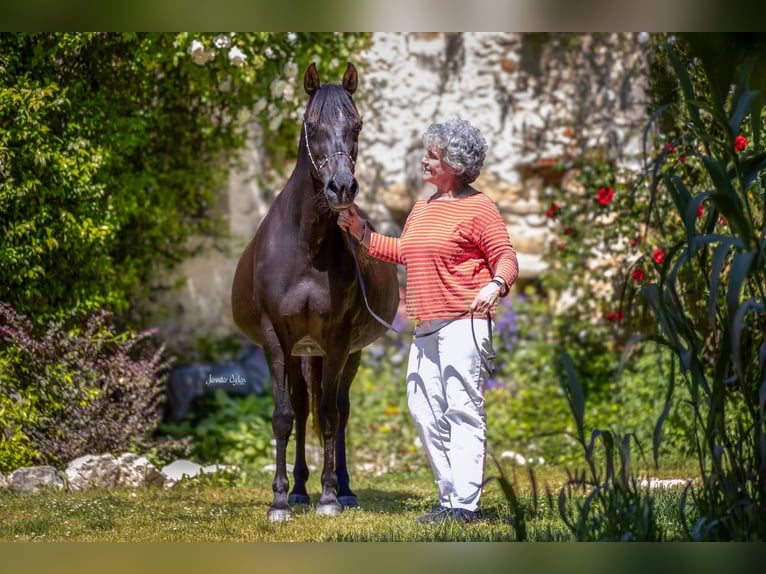 Ägyptischer Araber Stute 19 Jahre 153 cm Rappe in Puchberg