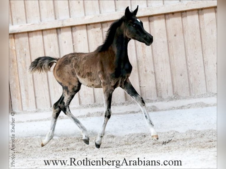 Ägyptischer Araber Stute 1 Jahr 154 cm Brauner in Monheim