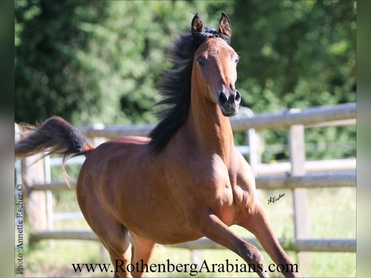 Ägyptischer Araber Stute 1 Jahr 154 cm Brauner in Monheim