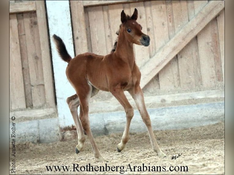 Ägyptischer Araber Stute 1 Jahr 154 cm Brauner in Monheim
