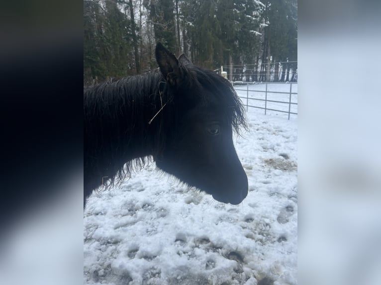 Ägyptischer Araber Stute 1 Jahr 154 cm Rappe in Röhrnbach