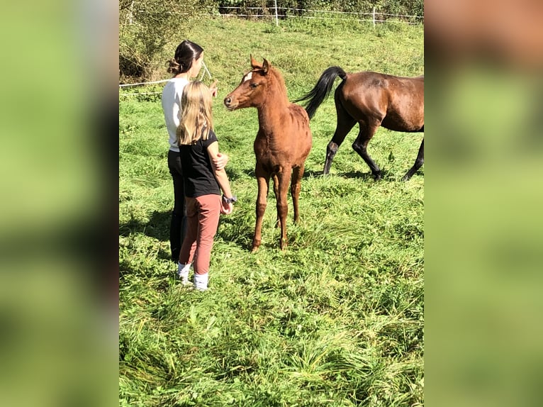 Ägyptischer Araber Stute 1 Jahr 155 cm Fuchs in Arenrath