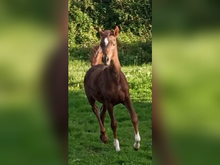 Ägyptischer Araber Stute 1 Jahr Dunkelfuchs in Ribadesella