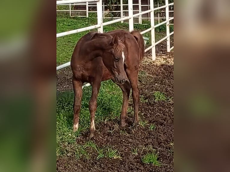 Ägyptischer Araber Stute 1 Jahr Dunkelfuchs in Ribadesella