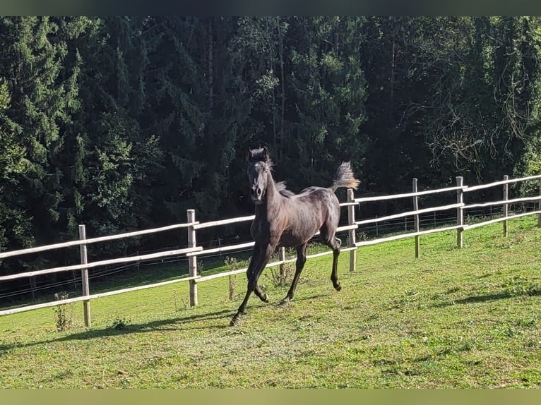 Ägyptischer Araber Stute 1 Jahr Rappe in Stallhofen